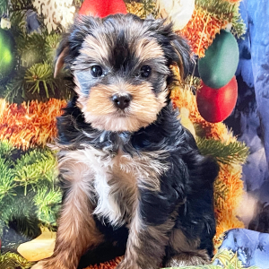 Yorkshire Terrier Puppy Abby