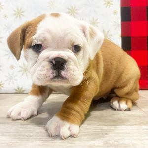 Victorian Bulldog Puppy Piper