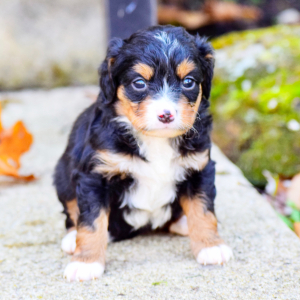 Bernedoodle Puppy Nova