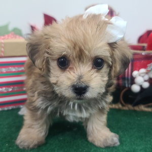 Yorkiepoo Puppy Molly