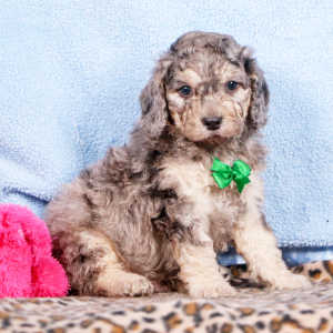 Bernedoodle Puppy Kendrick