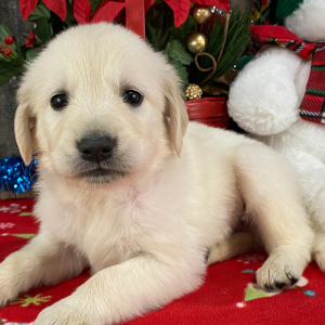 Golden Retriever Puppy JR