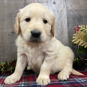 Golden Retriever Puppy Nia