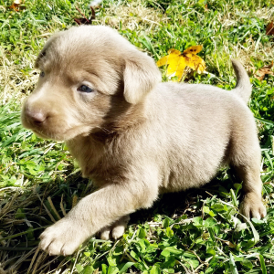 Labrador Retriever Puppy Sterling Silver