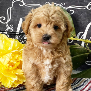 Havapoo Puppy Obie