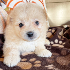 Havapom Puppy Beau