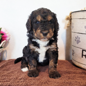 Bernedoodle Puppy Britni