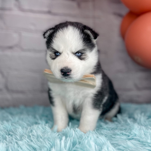 Siberian Husky Puppy Champion