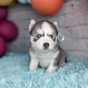 Siberian Husky Puppy Candy
