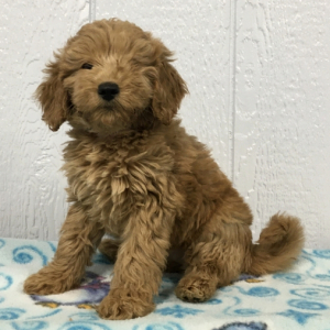 Goldendoodle Puppy Hannah