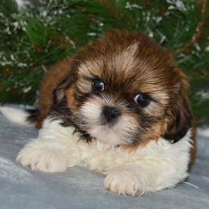 Shih Tzu Puppy Ava