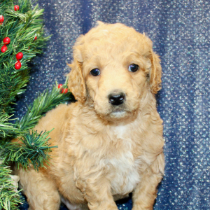 Goldendoodle Puppy Titus