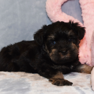 Miniature Schnauzer Puppy Shasta