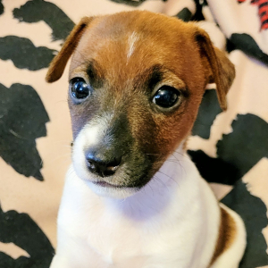 Jack Russell Terrier Puppy Becky