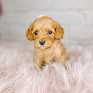 Cockapoo Puppy Sandi