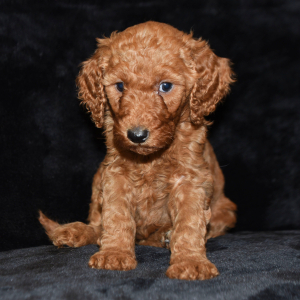 Goldendoodle Puppy Bliss