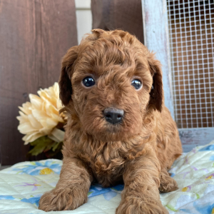 Poodle Puppy Katie