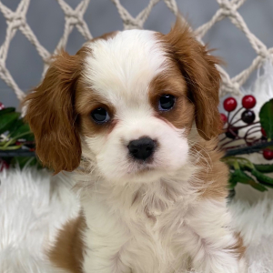 Cavalier King Charles Spaniel Puppy Zayden