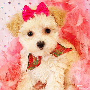 Maltipoo Puppy Timber