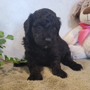 Goldendoodle Puppy Posie