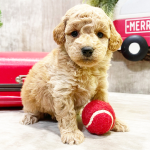 Goldendoodle Puppy Onya