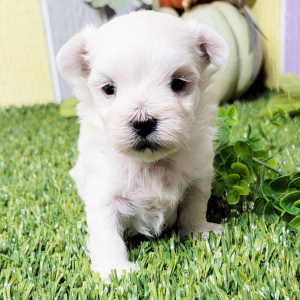 Maltese Puppy Quincy