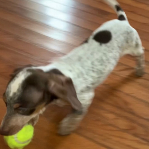 Dachshund Puppy Reed