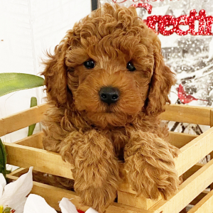 Poodle Puppy Prince