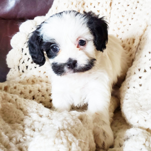 Cavapoo Puppy Tinsel