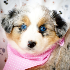 Australian Shepherd Puppy Gracie