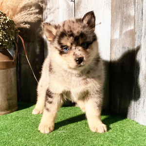 Pomsky Puppy Gia