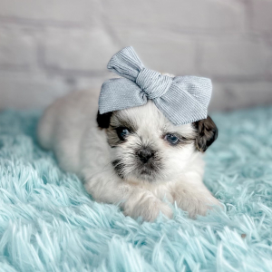 Shih Tzu Puppy Shelby