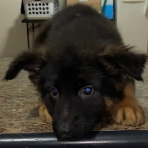 German Shepherd Dog Puppy Frido