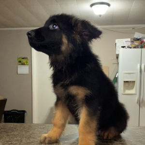 German Shepherd Dog Puppy Frido