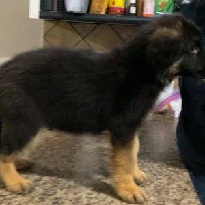 German Shepherd Dog Puppy Frido