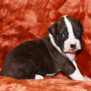 Boxer Puppy Bernie