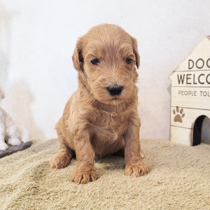 Goldendoodle Puppy Tabby