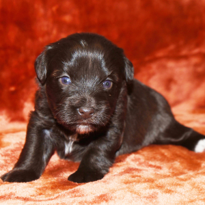 Miniature Schnauzer Puppy Diva