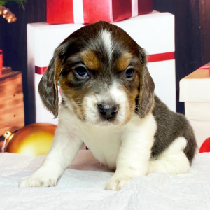 Beagle Puppy Striker