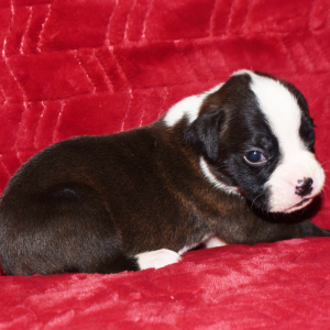 Boxer Puppy Molly