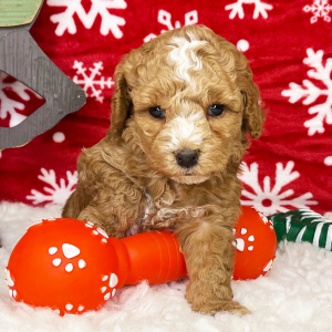 Cockapoo Puppy Gavin