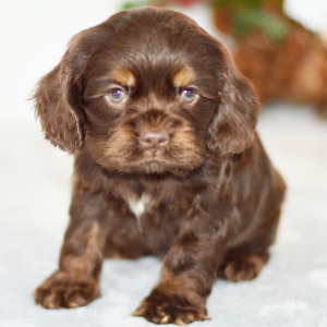 Cocker Spaniel Puppy Dixie