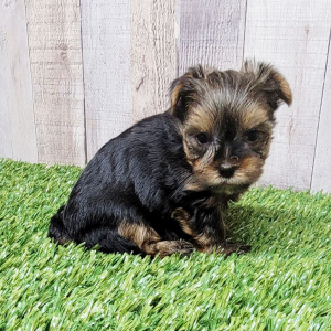 Yorkshire Terrier Puppy Rico