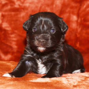 Miniature Schnauzer Puppy Donnan