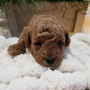 Poodle Puppy Waffles