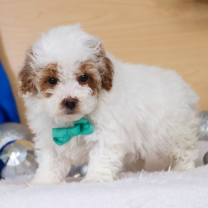 Bernedoodle Puppy Hunter