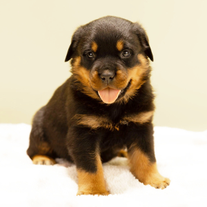 Rottweiler Puppy Stephan