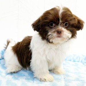 Shih Tzu Puppy Gibby