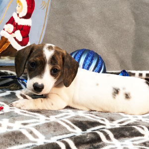 Dachshund Puppy Tommie
