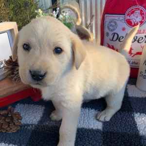 Labrador Retriever Puppy Sarge